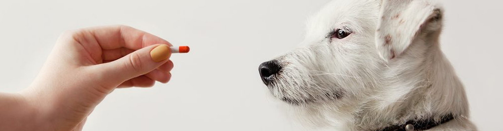 Farmaci e prodotti per animali in farmacia