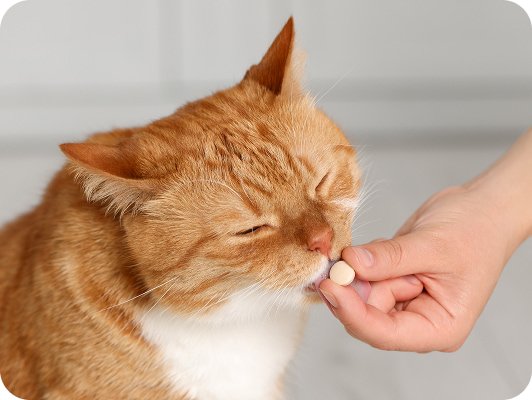 Selezione veterinaria in farmacia